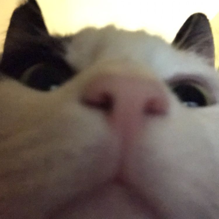zombiecat