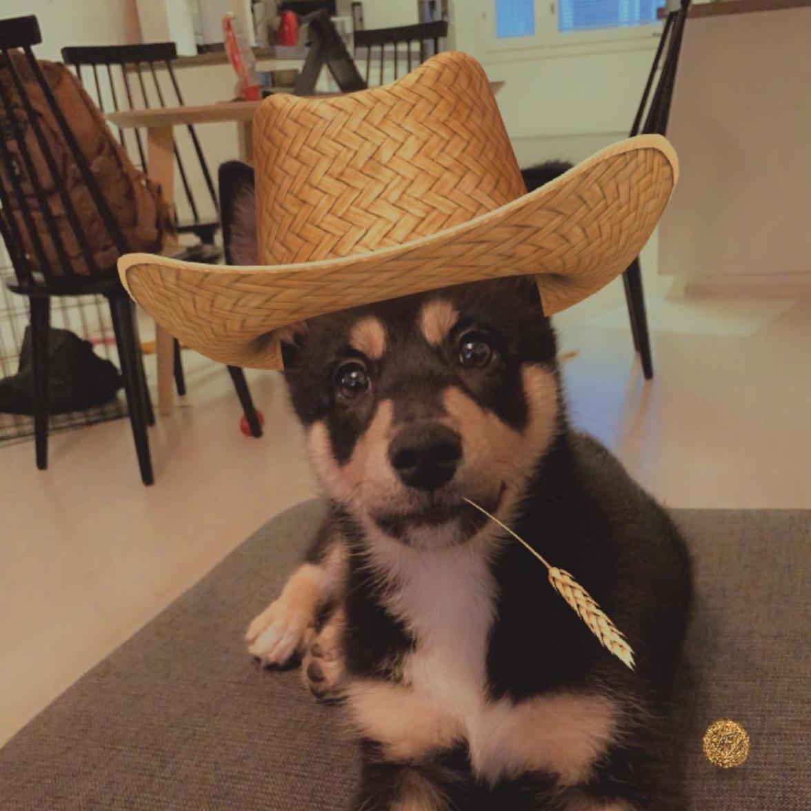 _DoG avatar
