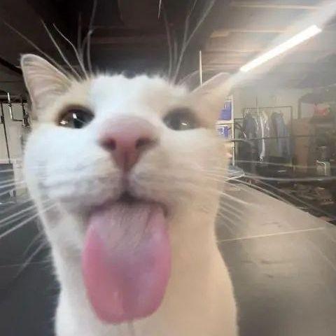 medi5 avatar