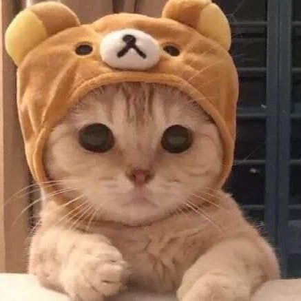 NxtCat FACEIT avatar