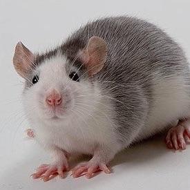 VORANTEX avatar