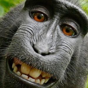 killer monkeys