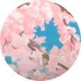 Yungin avatar