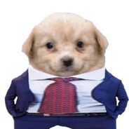 Gattus