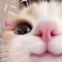 --miau-