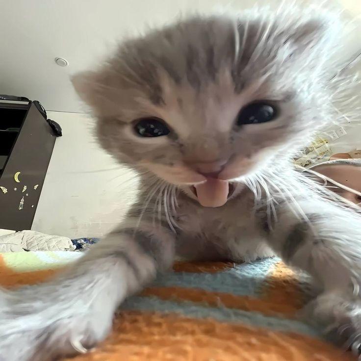 NaAlpacee avatar