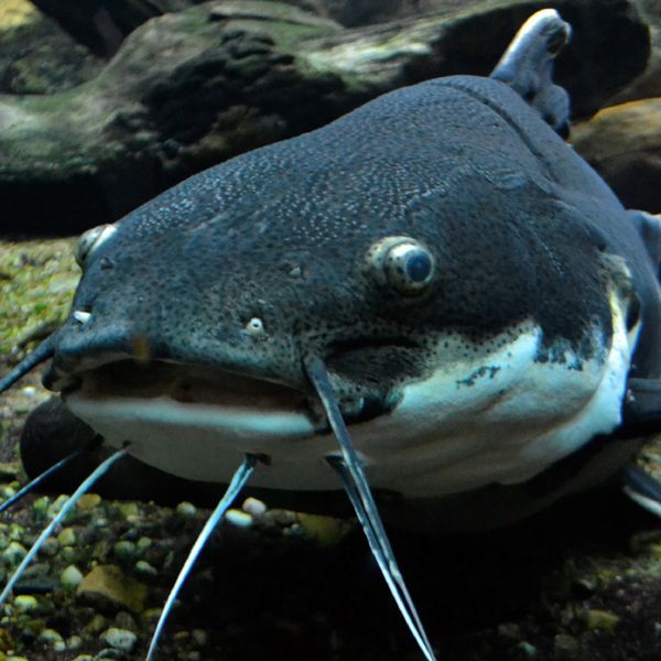 SMEREULPEUT