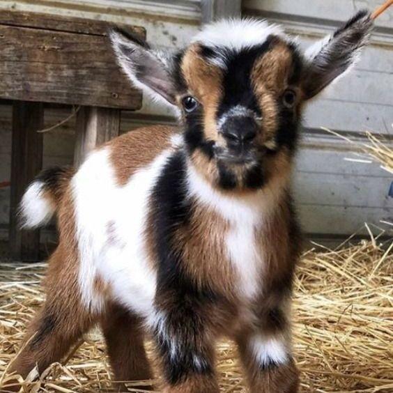 goatcats