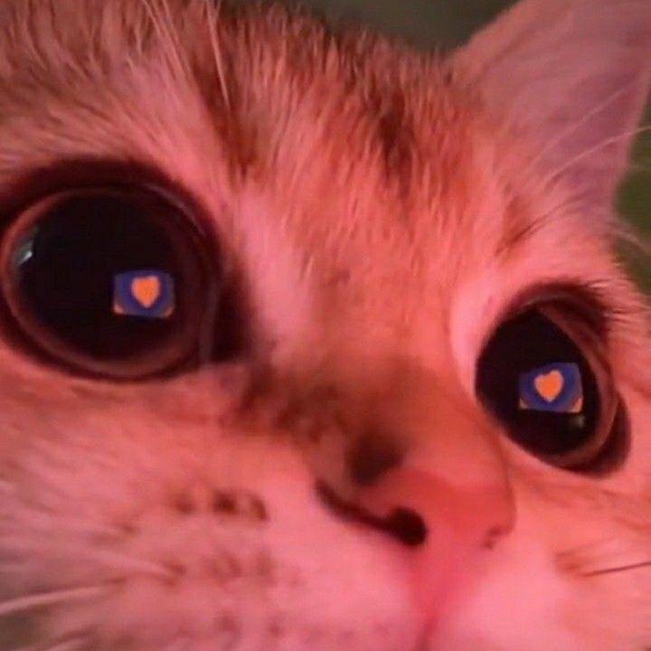 Cl1vlind avatar