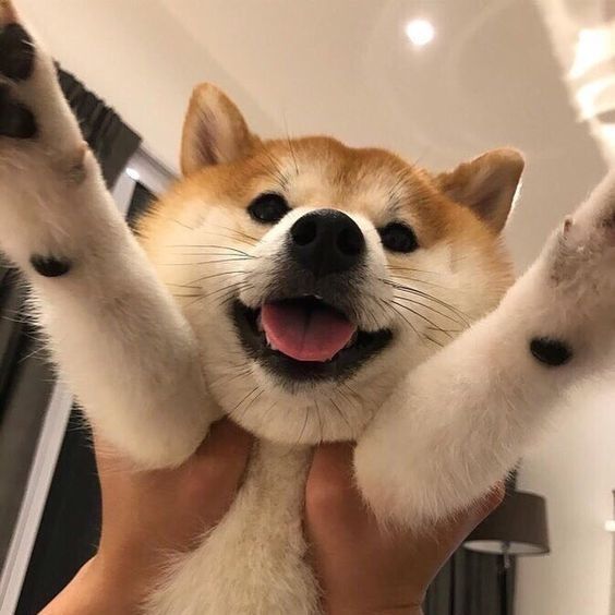 DogusMaster avatar