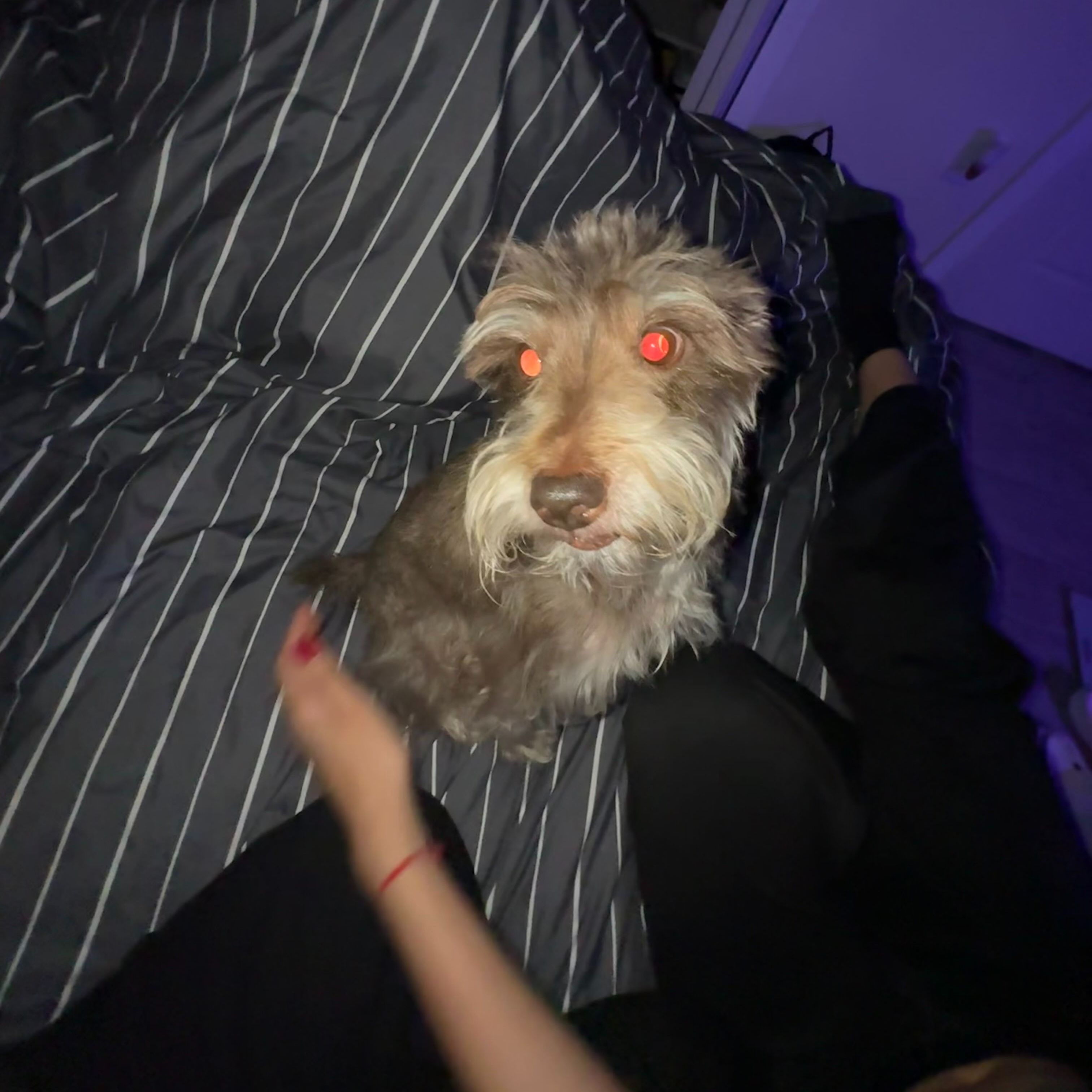 v2darula avatar