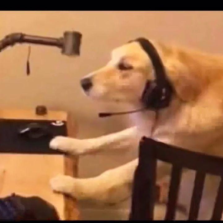 ilostmydoggg avatar