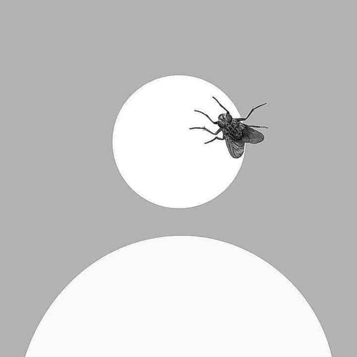 Faceit profile picture for @nub