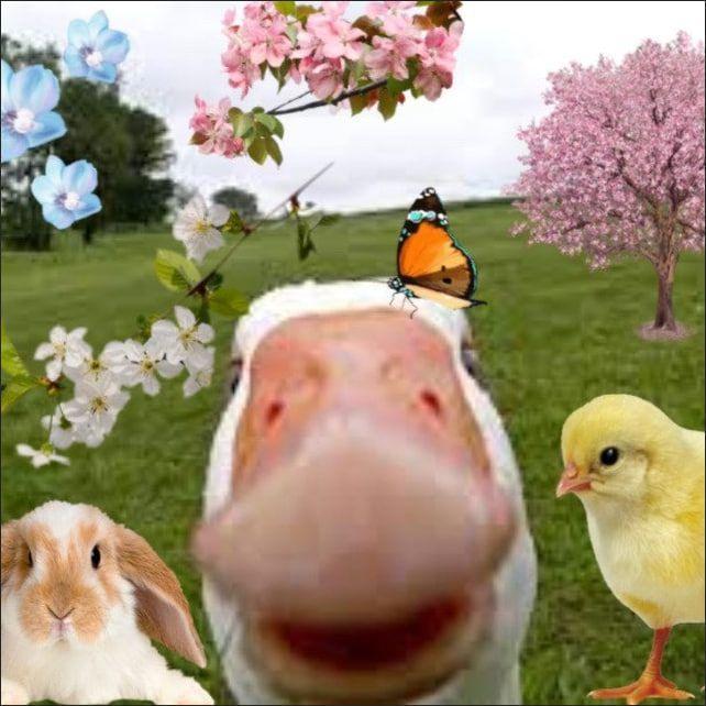 rasher0_0 avatar