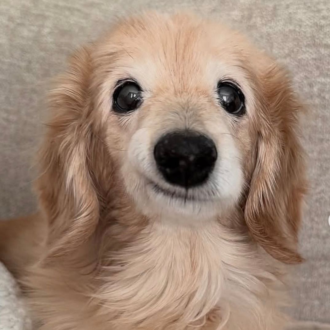 team_Smiley_Dog