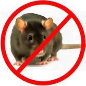 ratbusters