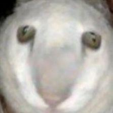 Azzadym avatar