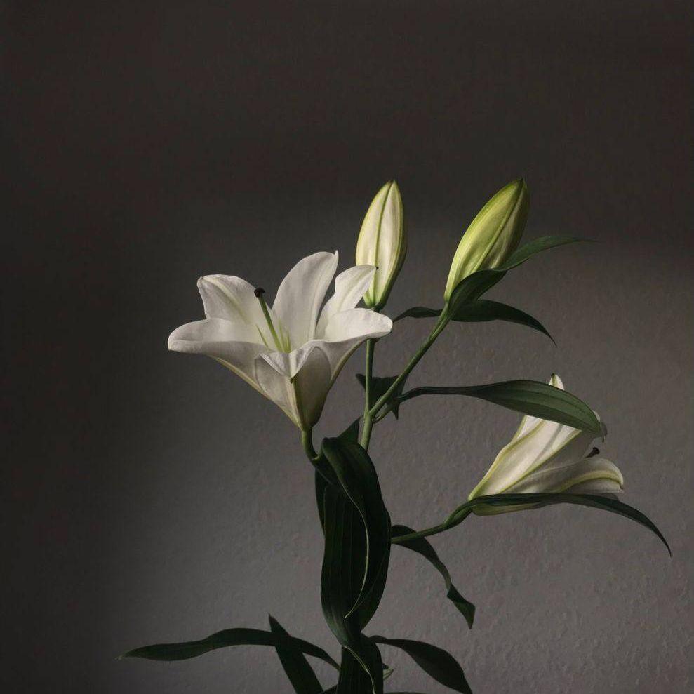 l_NONAME_I