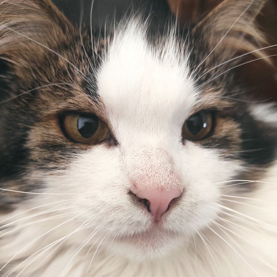 vityalowtab