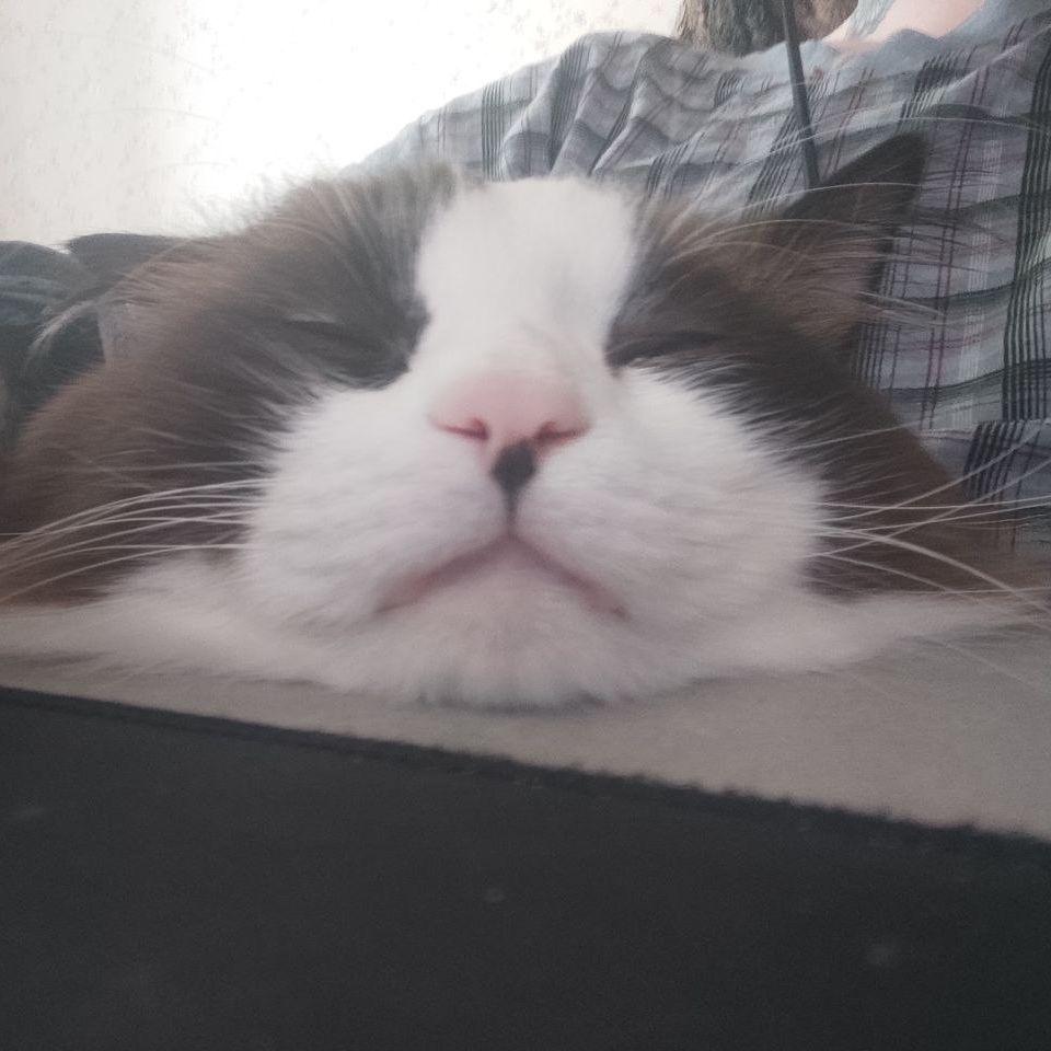 KamikaDzeX avatar