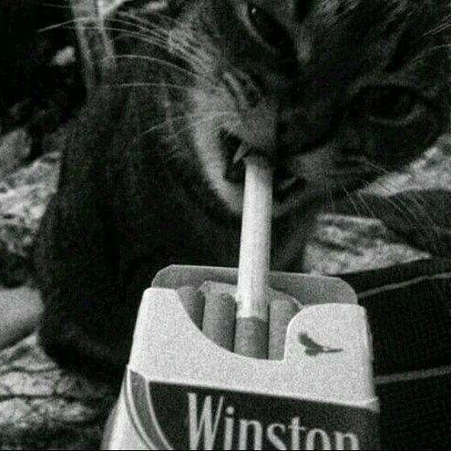 rottexnn