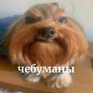 Stich_Halva avatar