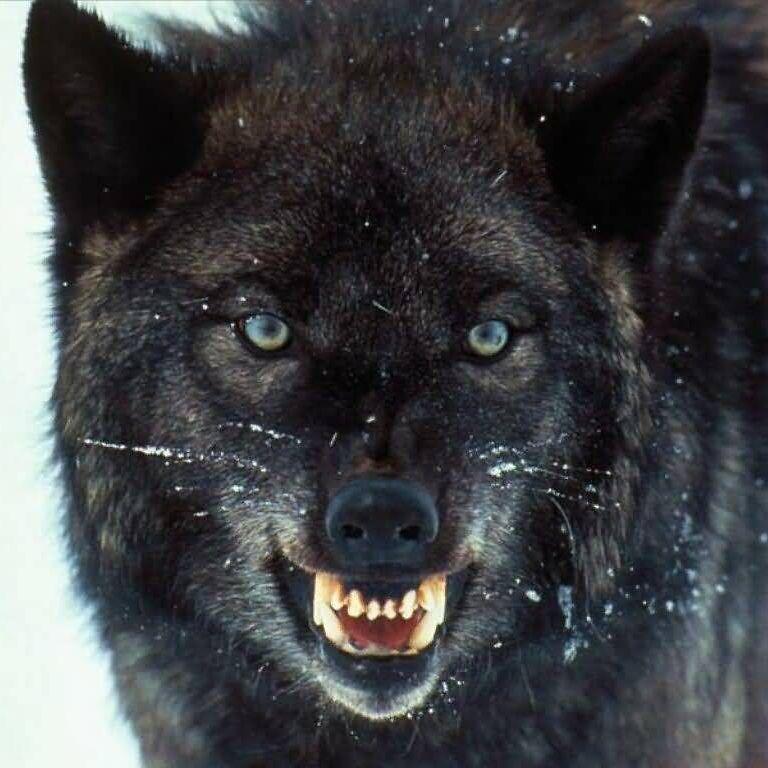 Lobo_esp avatar