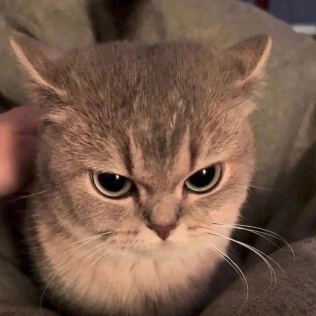 koctujkeee avatar