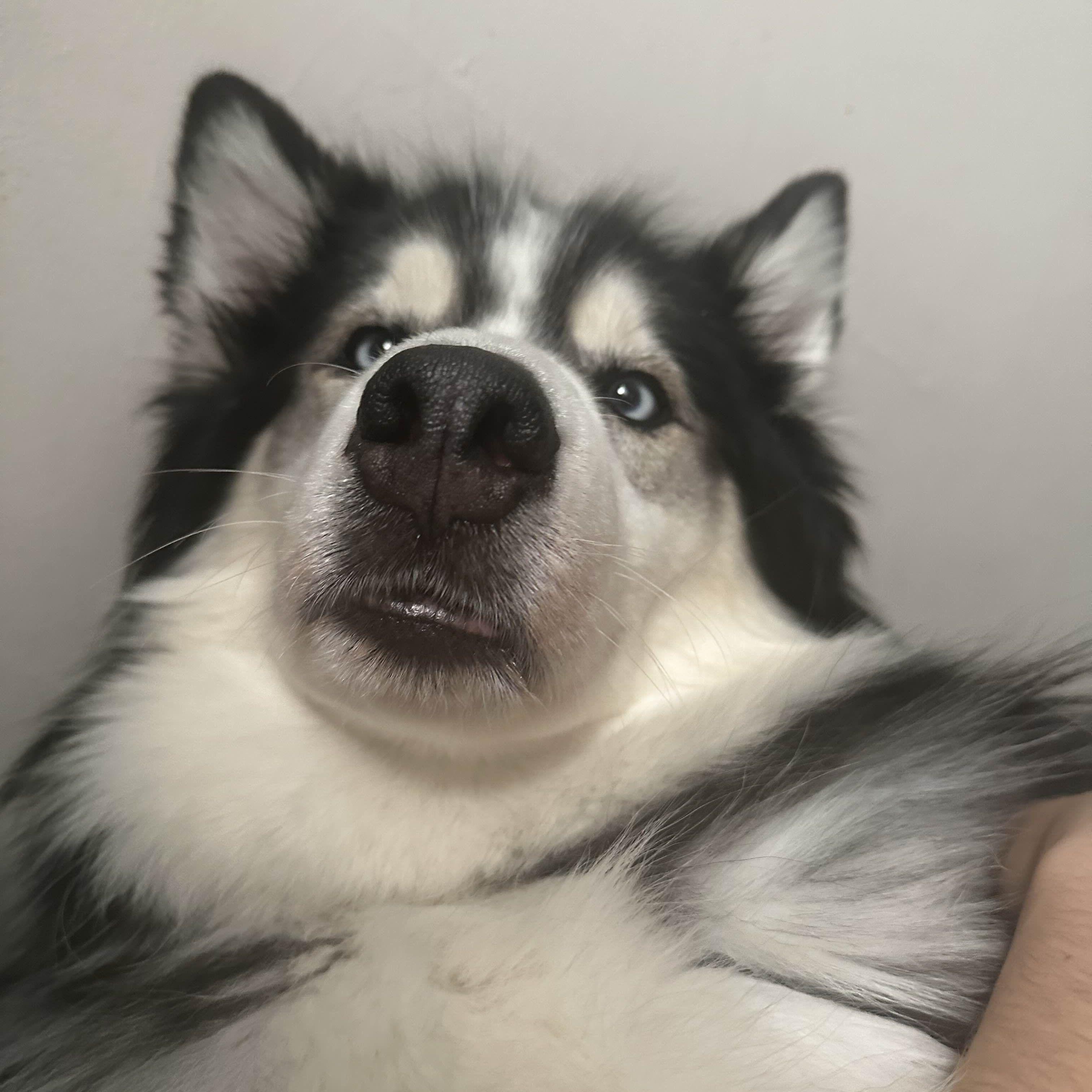 Huskyy avatar