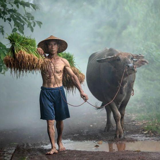 CowFarMer avatar