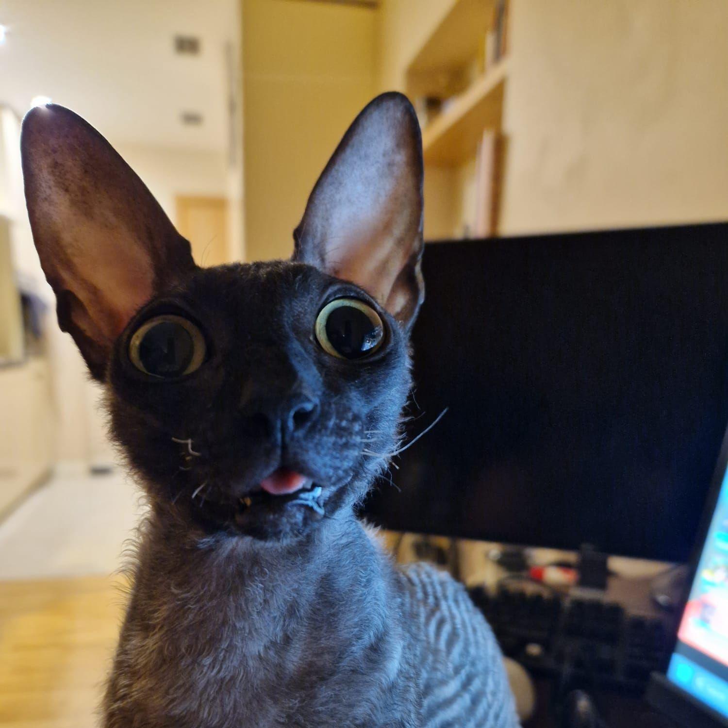 miigooo avatar