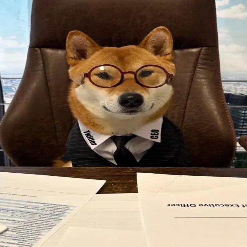 TheDogeSon avatar