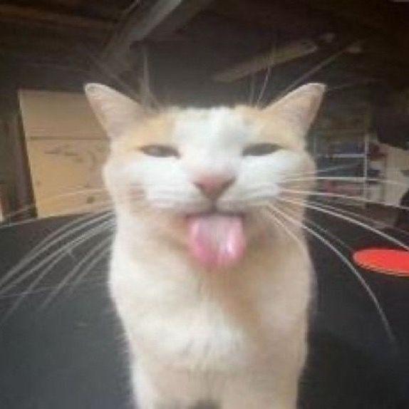 krabik_k