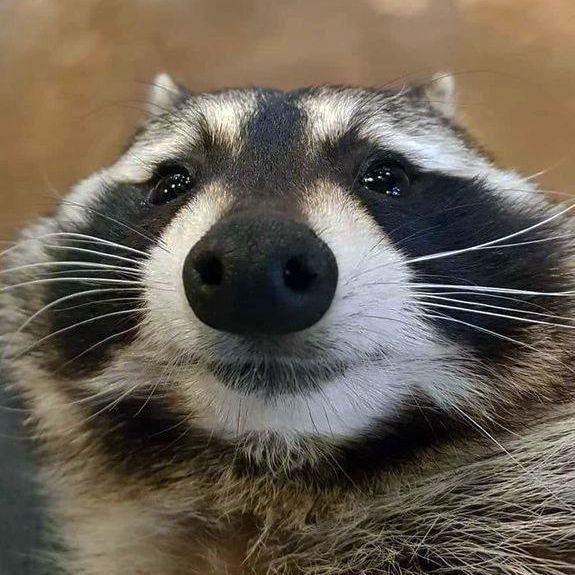 Snaiblee