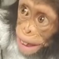 Wuestmann avatar