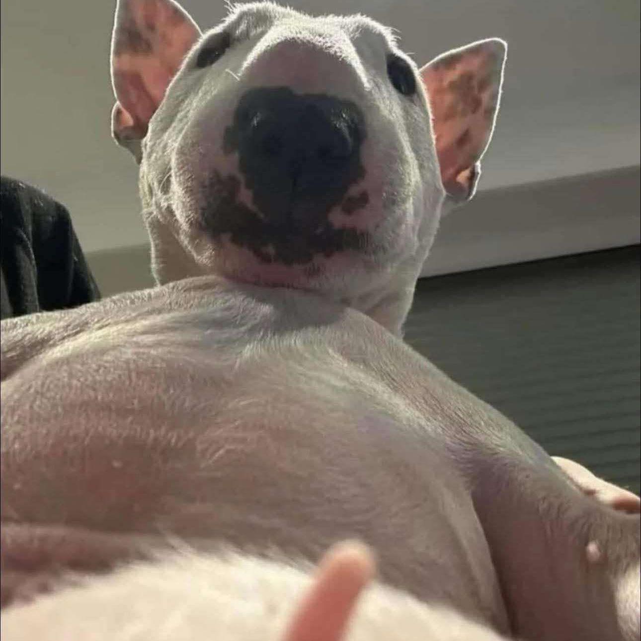 Kapuczino_ avatar