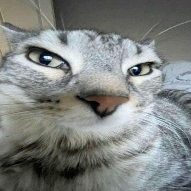 FatNinja_off avatar