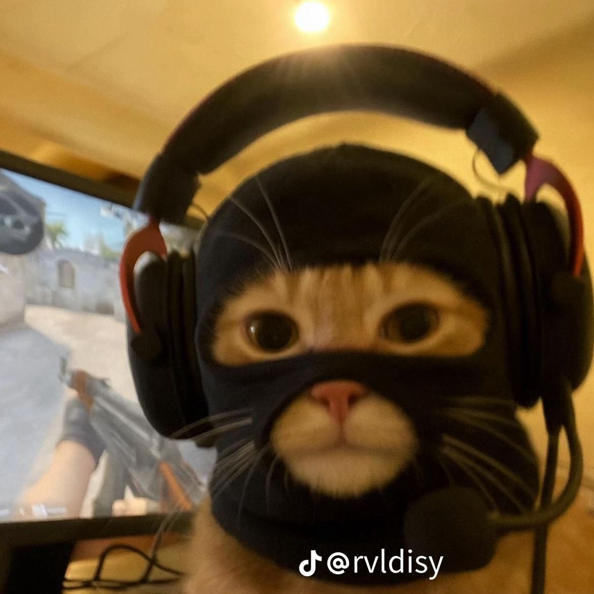 Filipczook