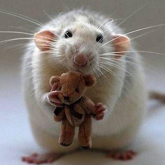 TEAM RATS