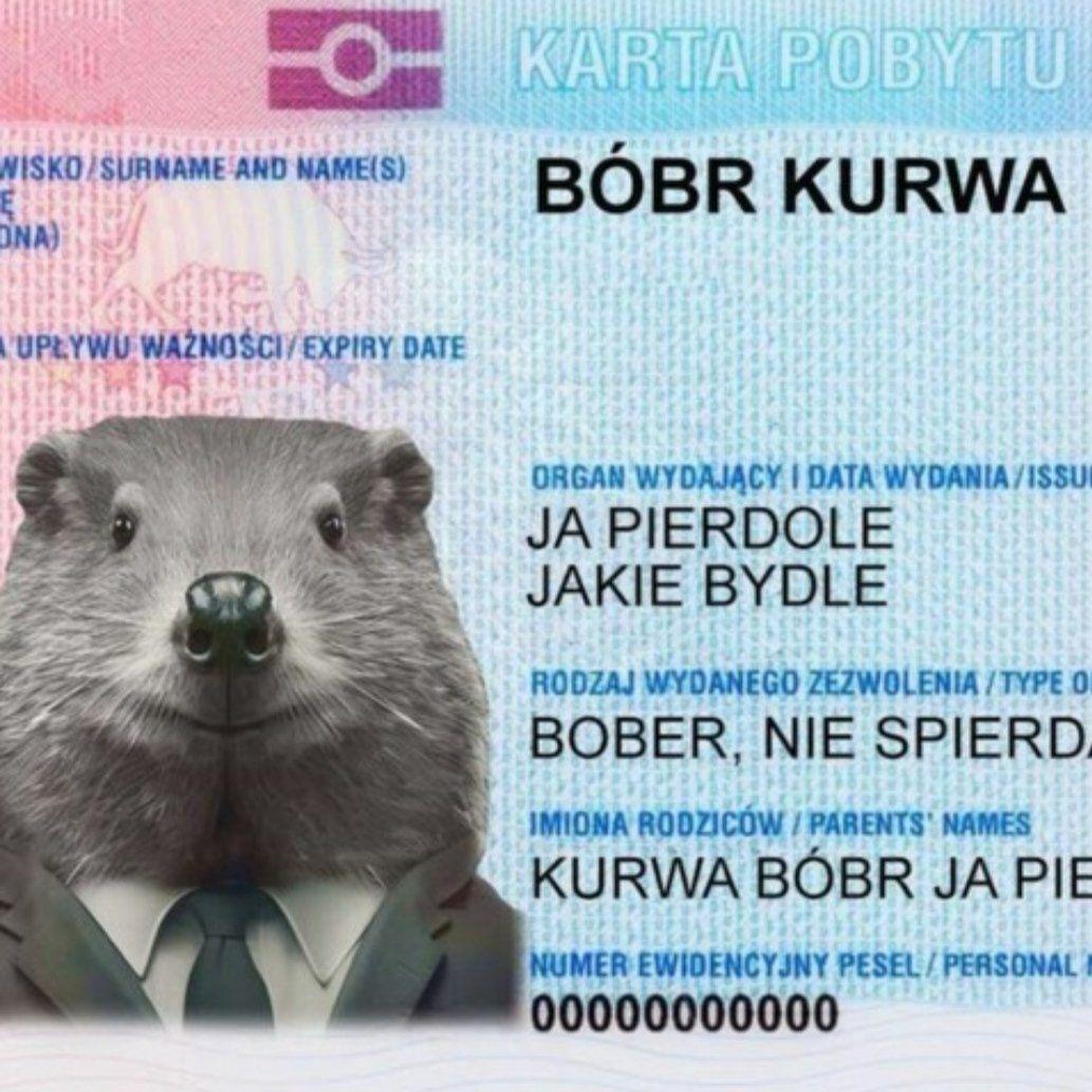 Bobr_Kurwa- avatar