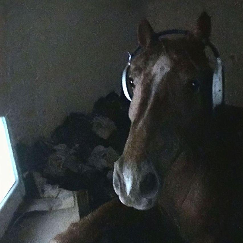 Loliloket avatar