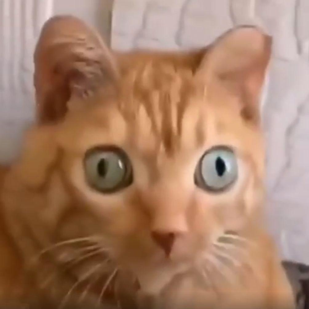 Akunxzzz