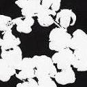 blckJCK13 avatar