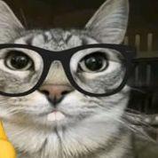 findus4life avatar