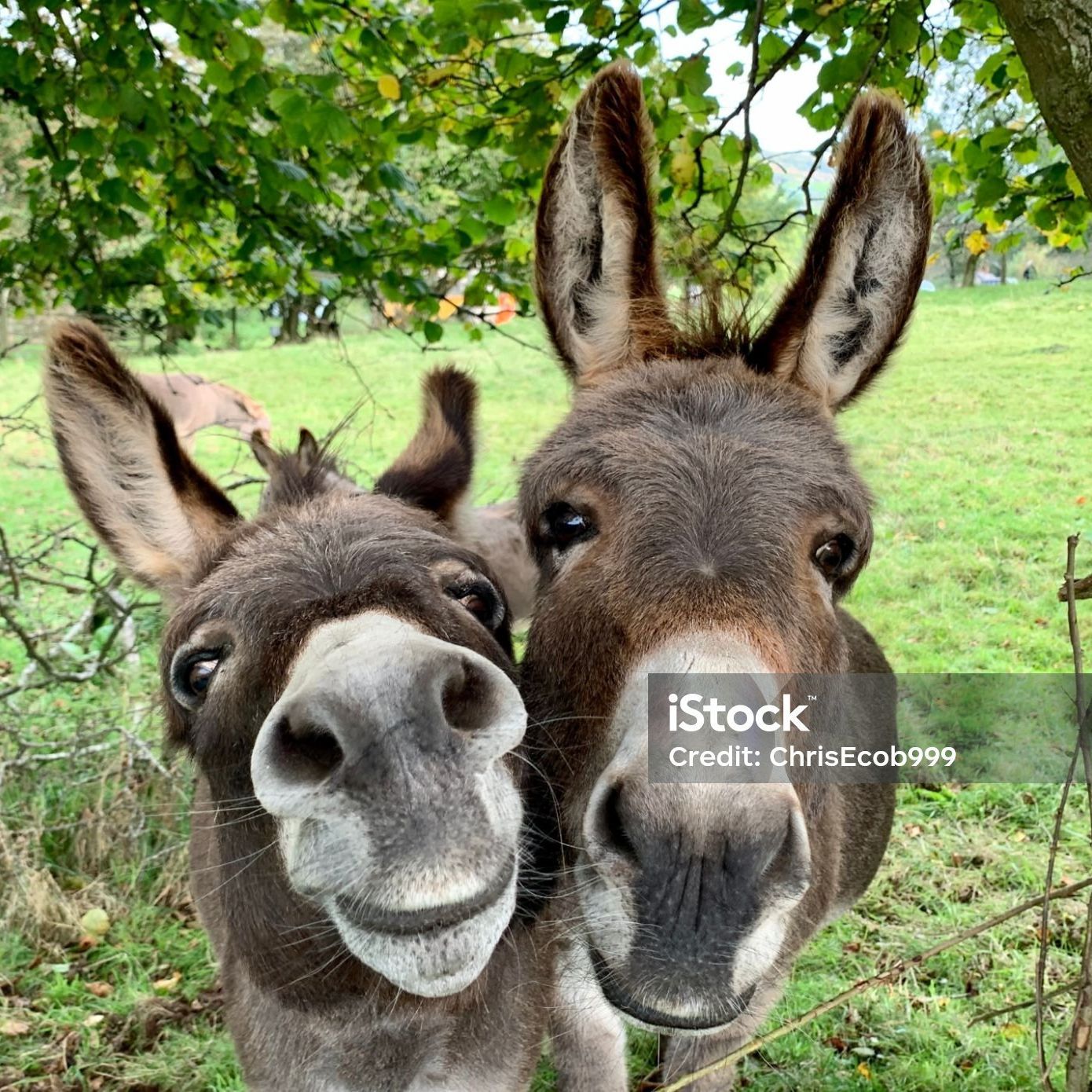 pOnksit0
