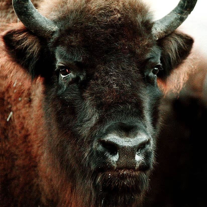 Bison Clan