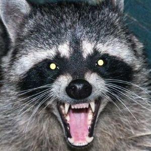 snestorm avatar