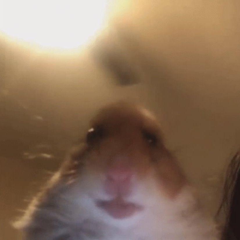 eccko