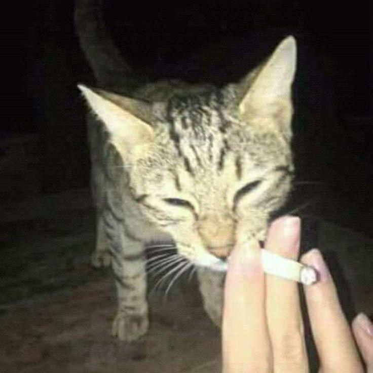Creditik avatar