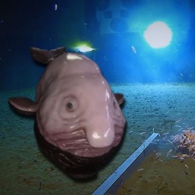 Fish131
